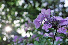 紫陽花