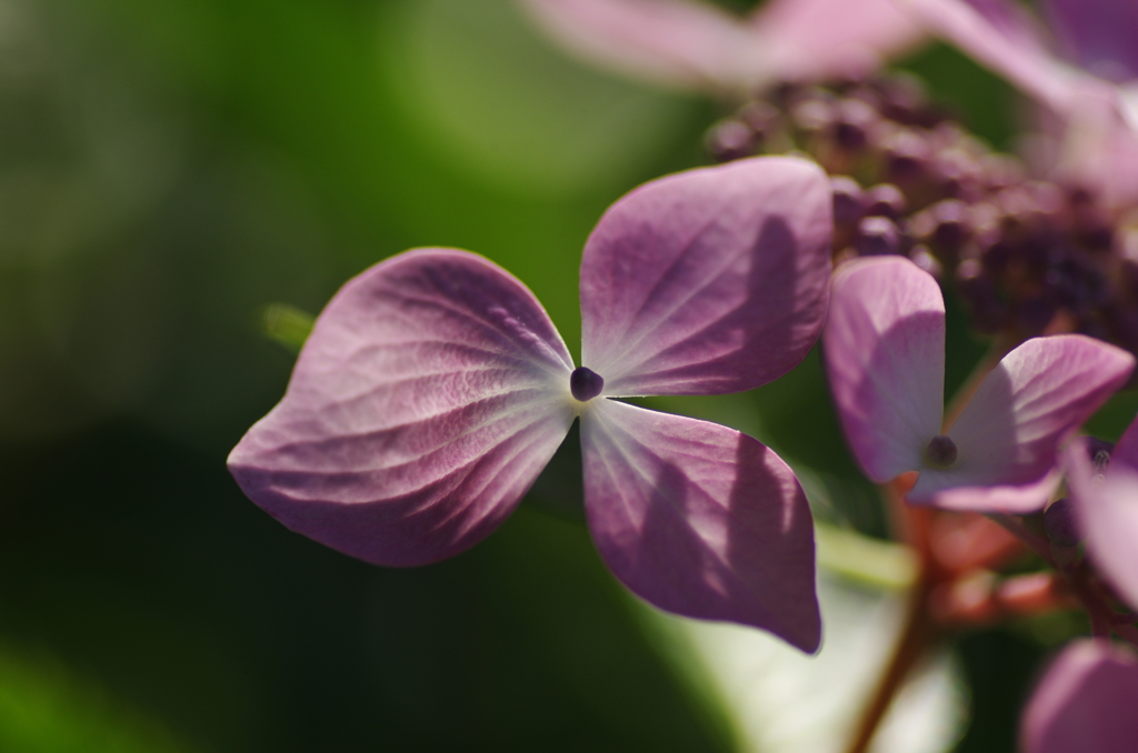 紫陽花