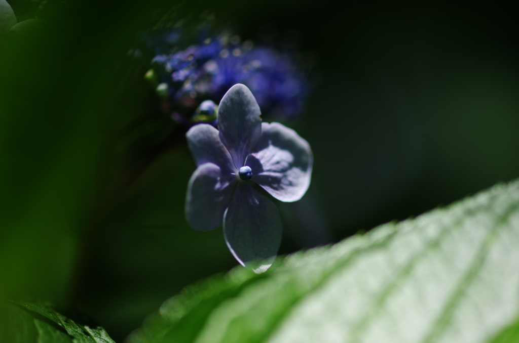 紫陽花