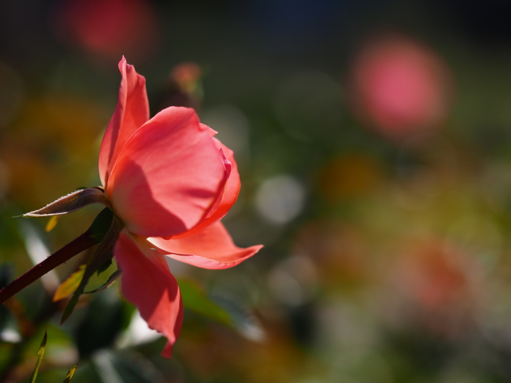 中之島公園の薔薇