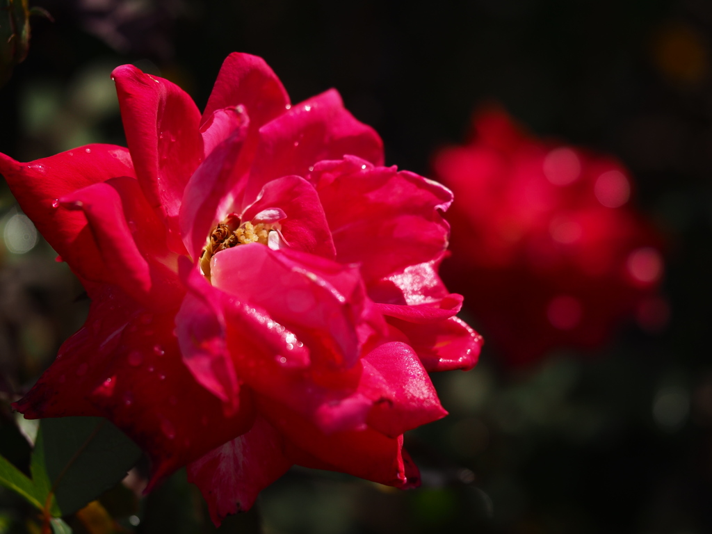 薔薇