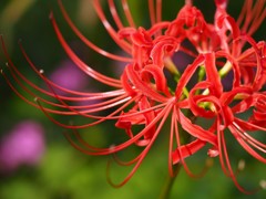 彼岸花