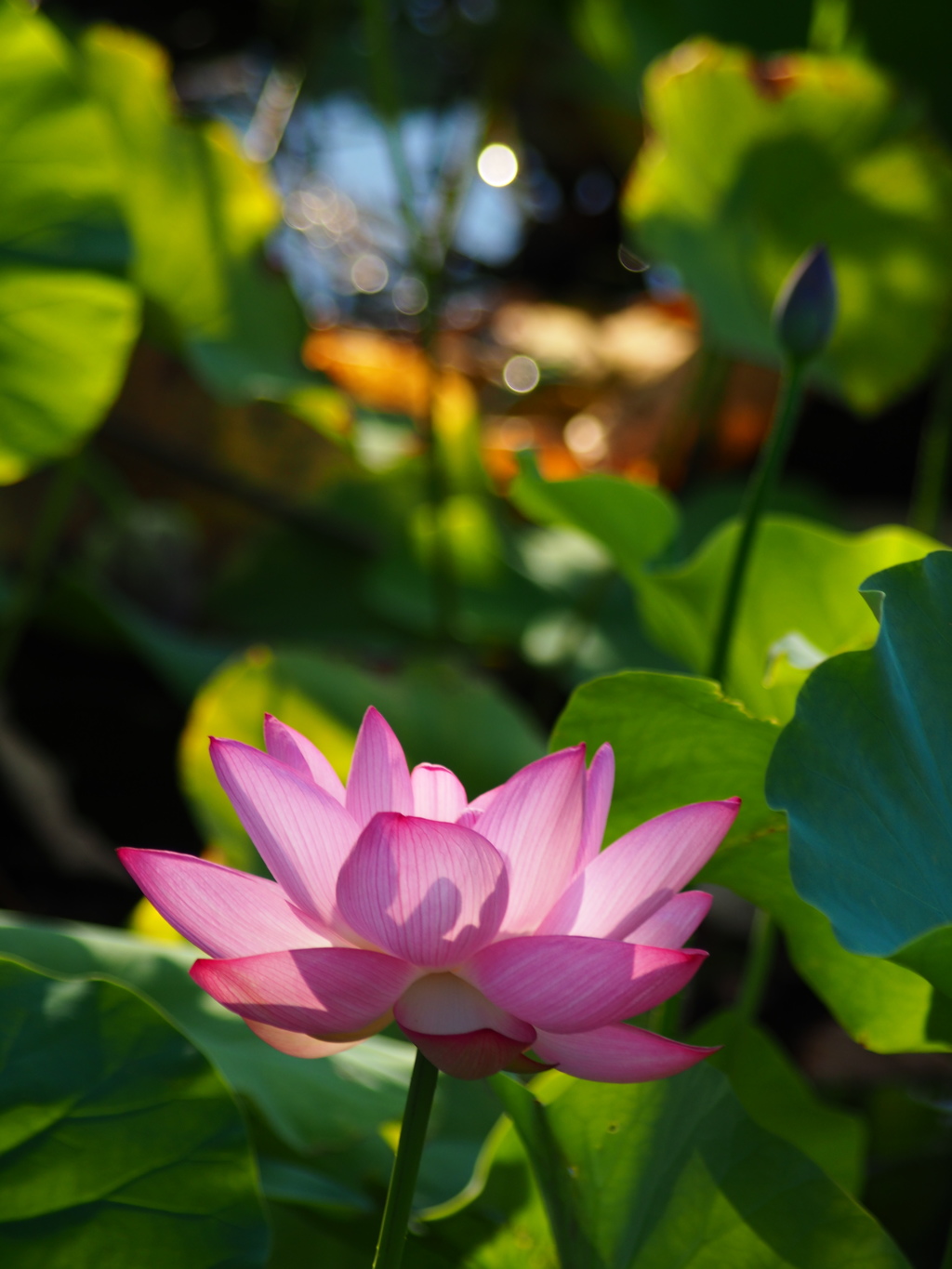 蓮の花