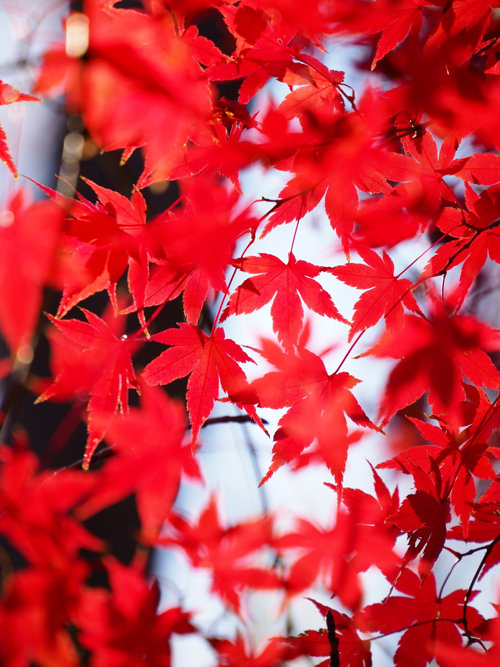 紅葉
