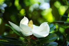 タイサンボクの花