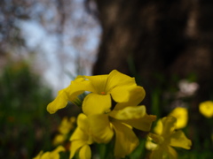 オキザリス（黄色）