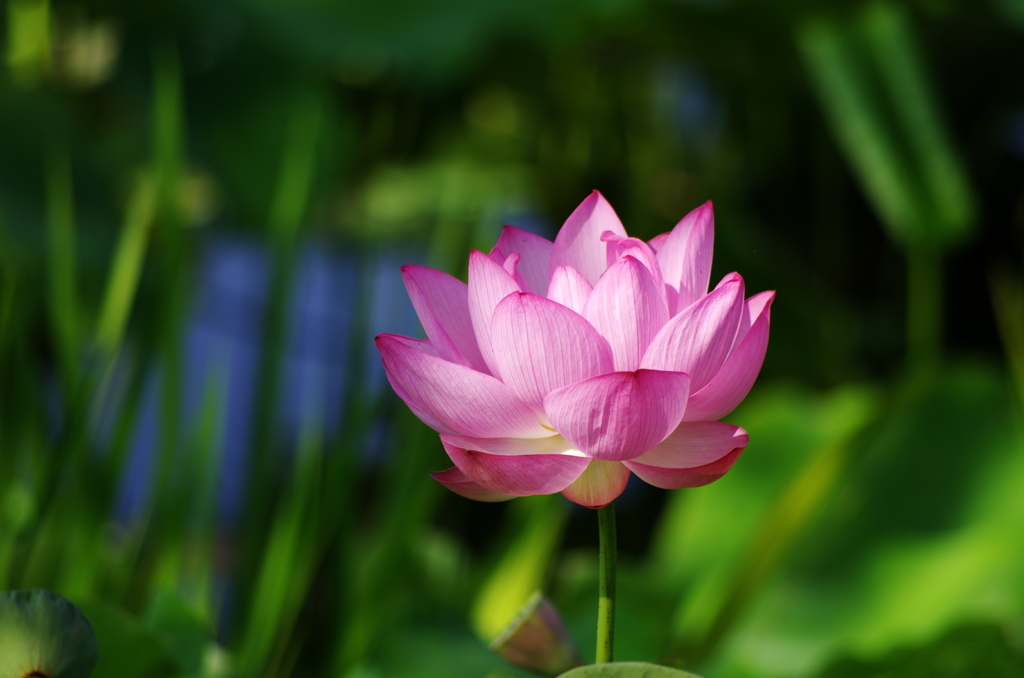 蓮の花