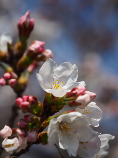 桜