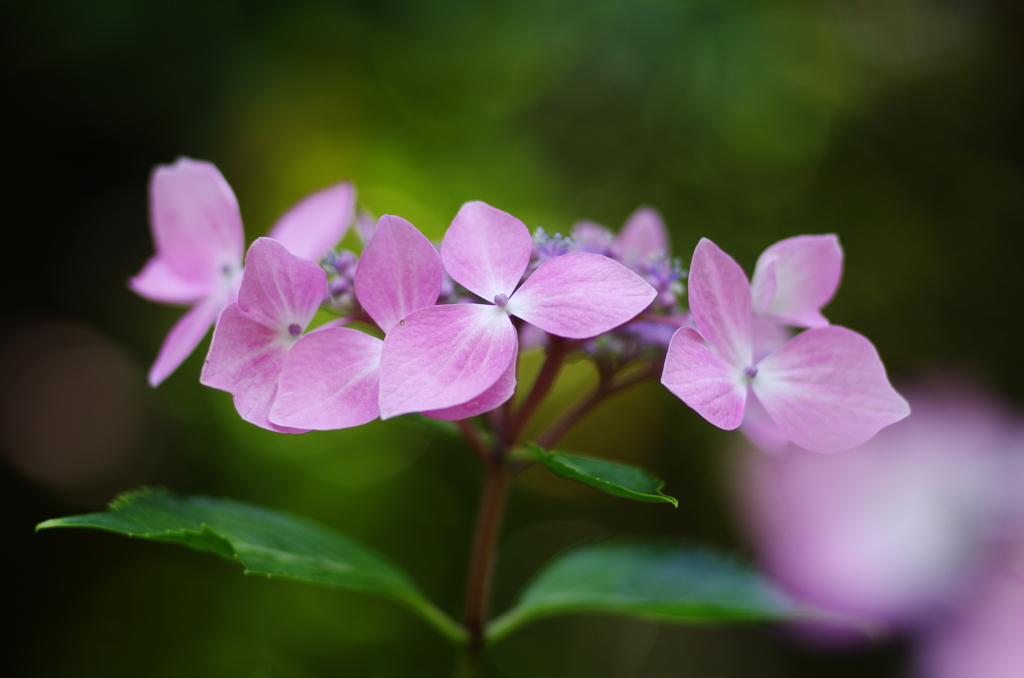 紫陽花