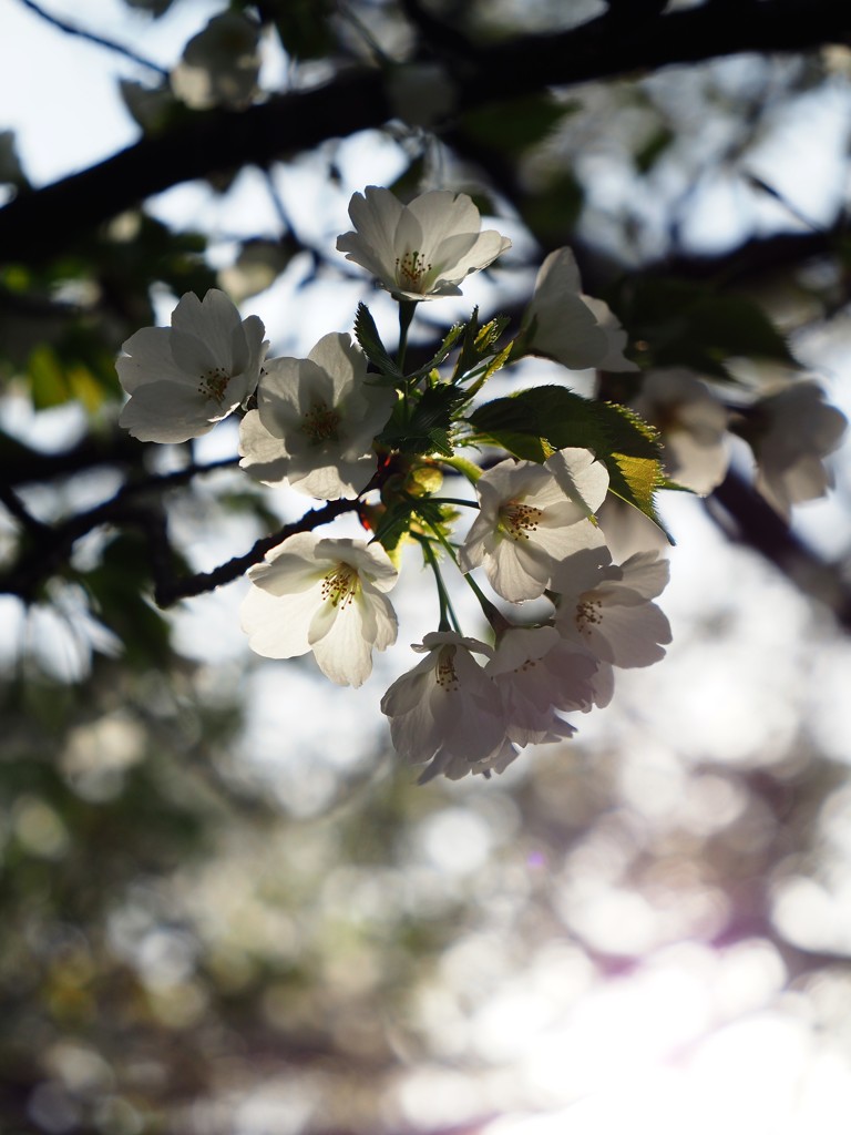 桜