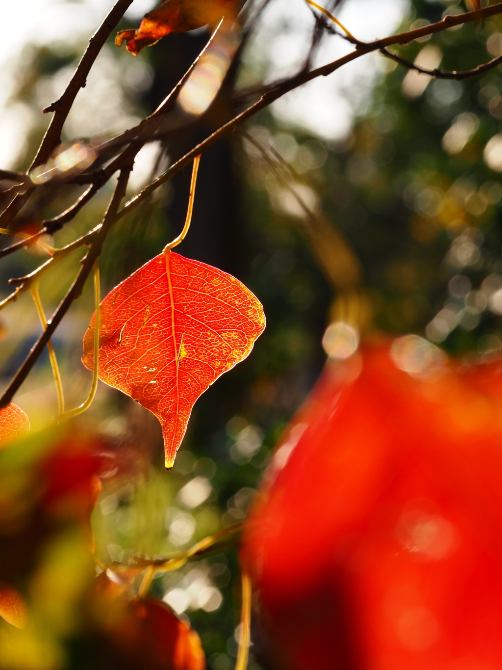 ナンキンハゼの紅葉