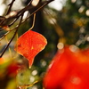 ナンキンハゼの紅葉
