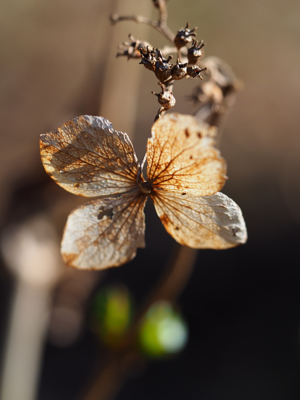 枯れた紫陽花の花