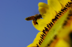 ヒマワリとミツバチ