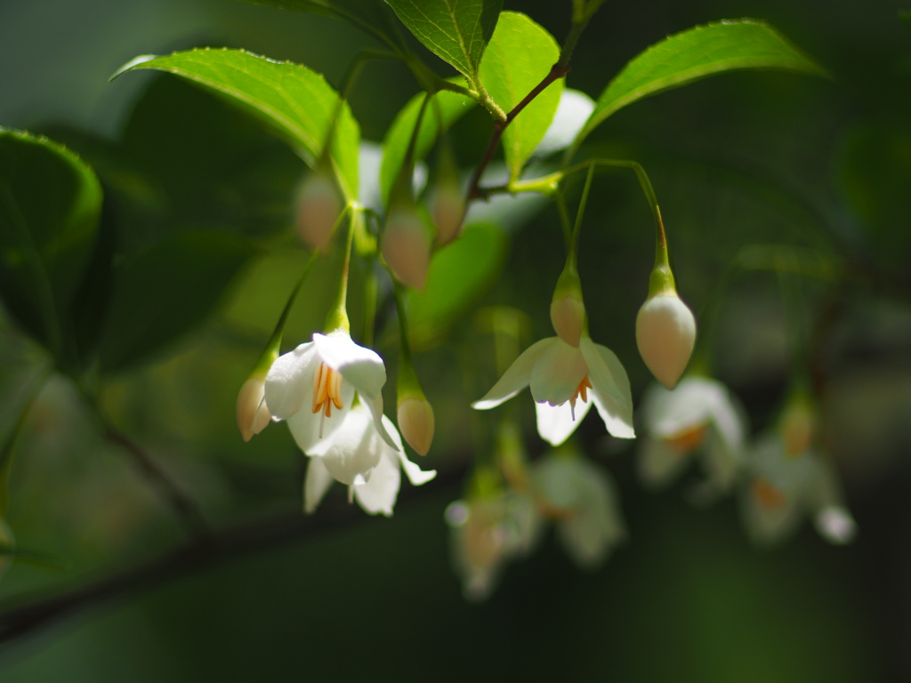 木漏れ日に光る