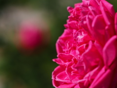 中之島公園の薔薇