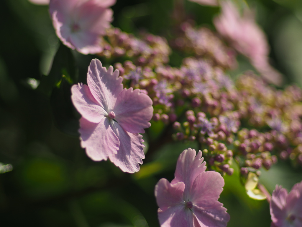 紫陽花