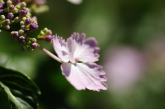 紫陽花