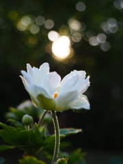 秋明菊と夕日