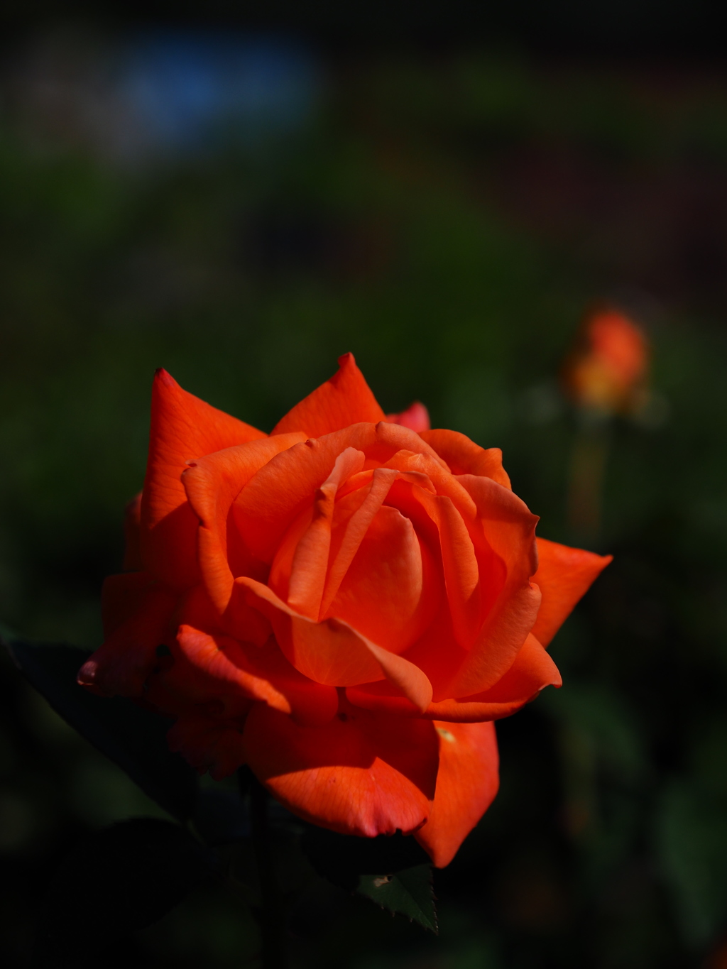 中之島公園の薔薇