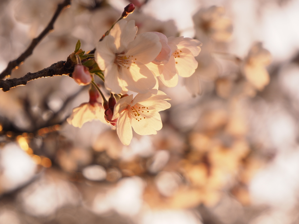 桜
