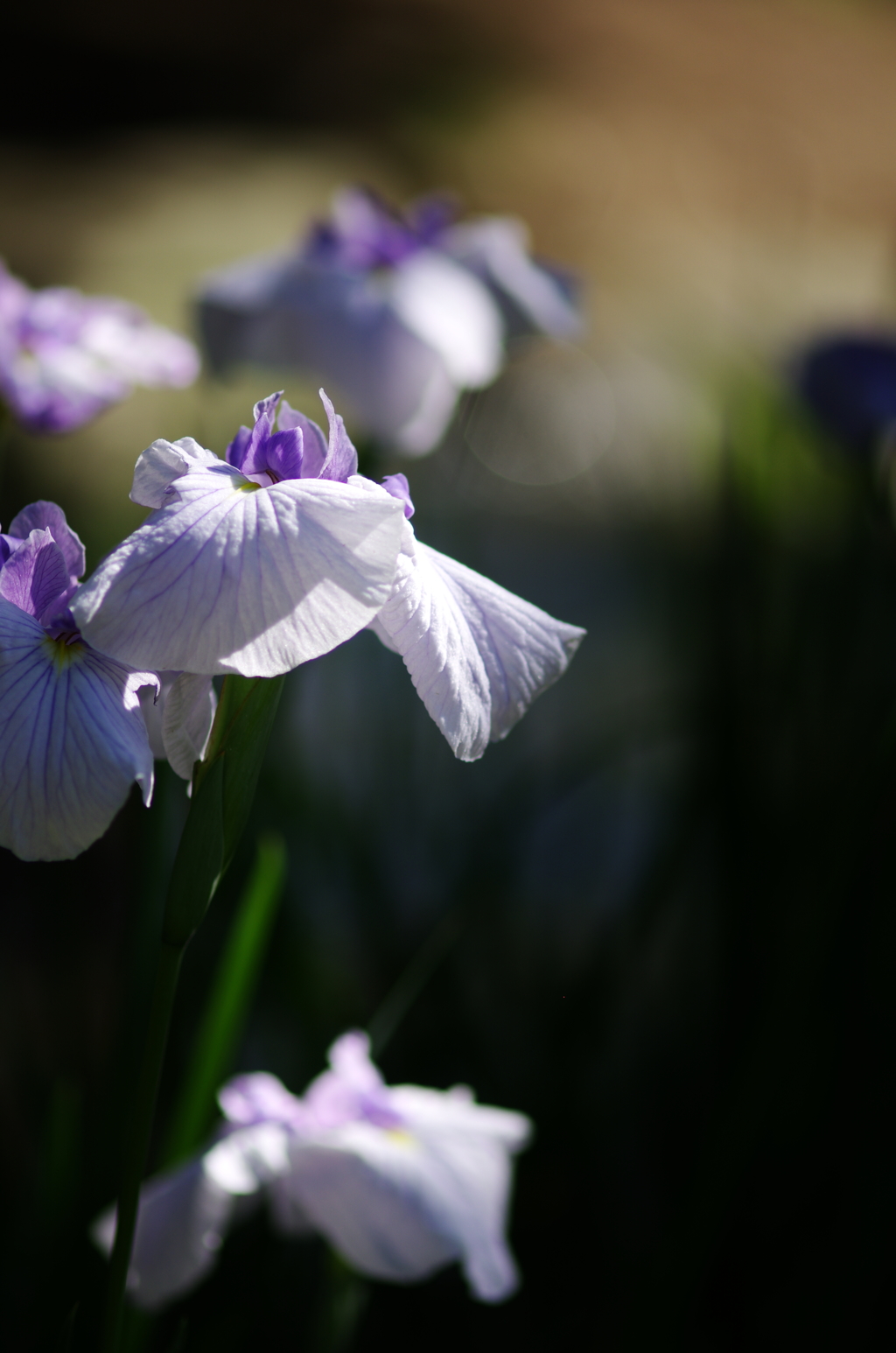 菖蒲