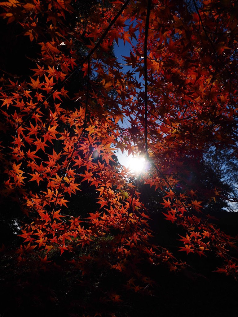 紅葉