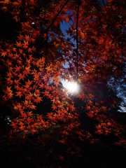 紅葉