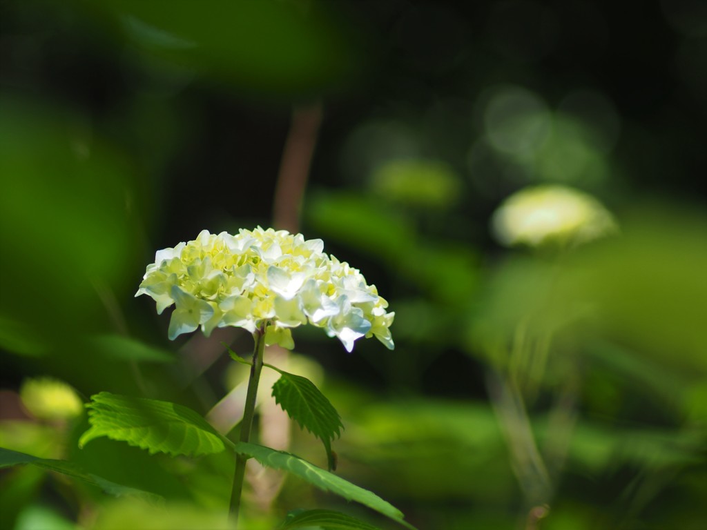 咲き始めの紫陽花