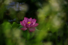 蓮の花