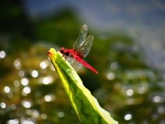 赤とんぼ
