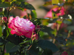 中之島公園の薔薇
