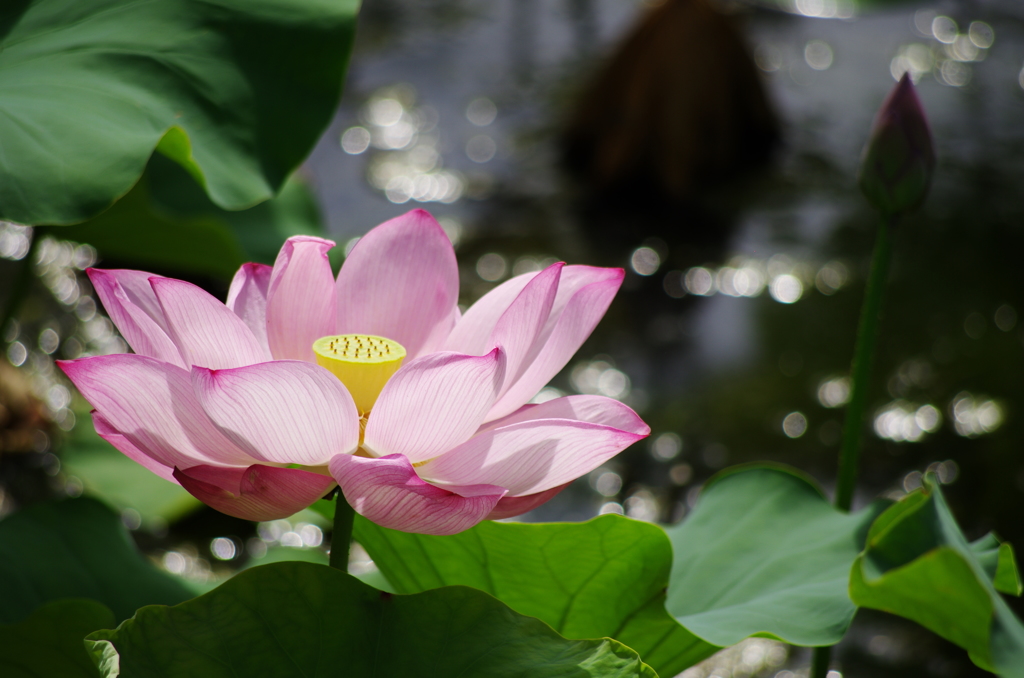 蓮の花