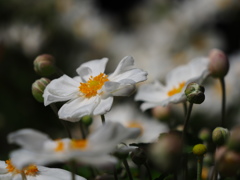 秋明菊