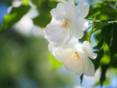 中之島公園の薔薇