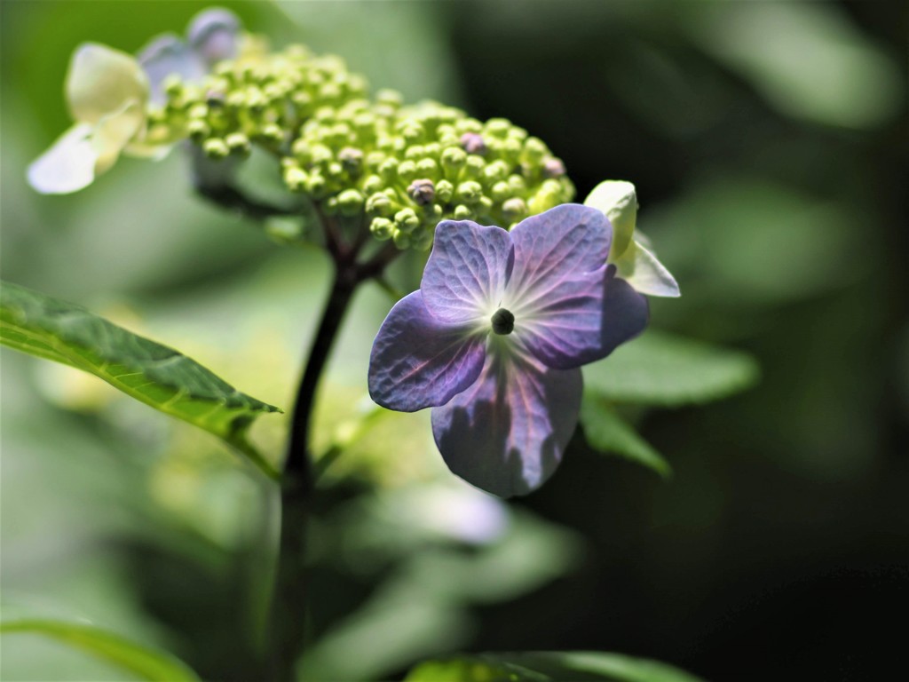 紫陽花