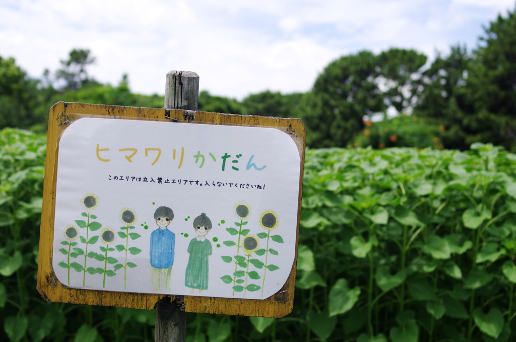 花が咲くのが待ち遠し