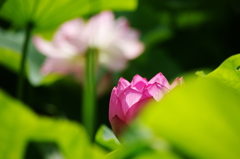 蓮の花