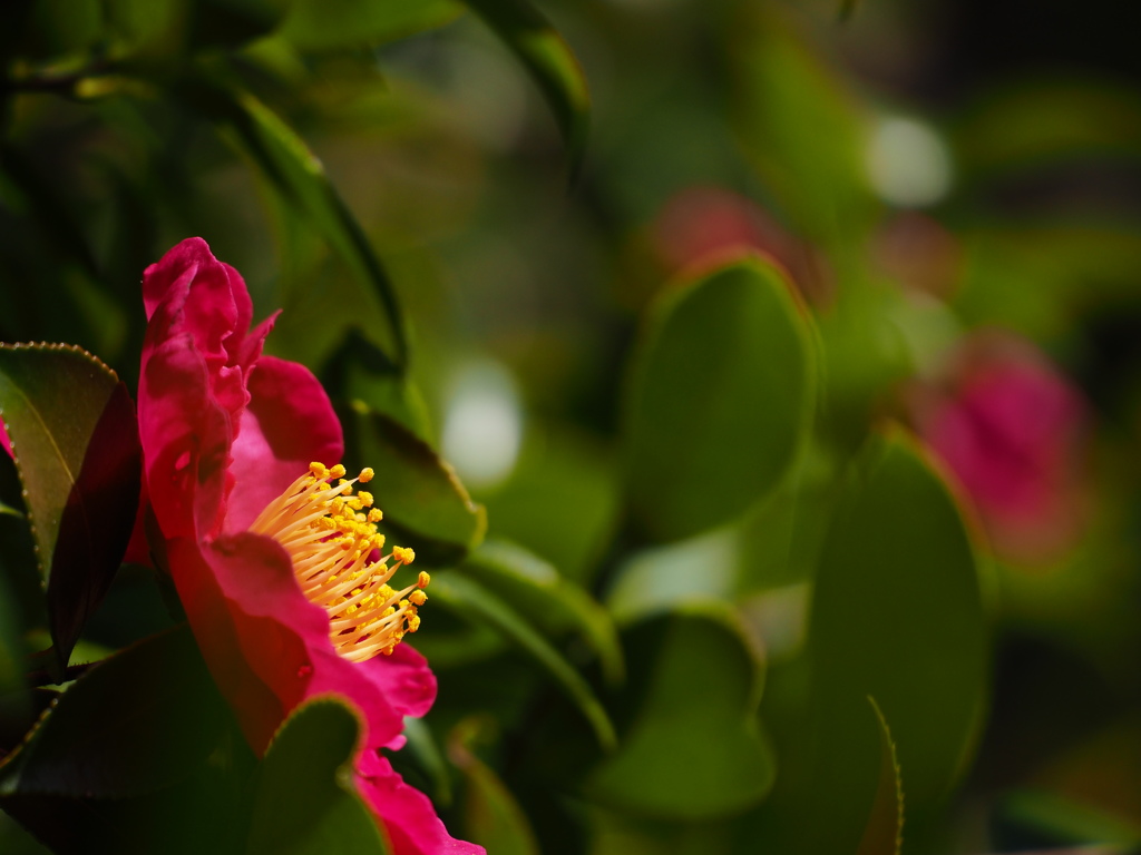 山茶花