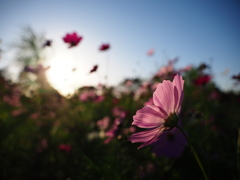 秋桜