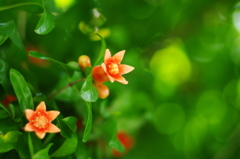 ザクロの花