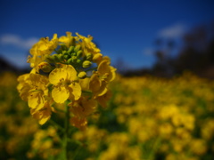 菜の花