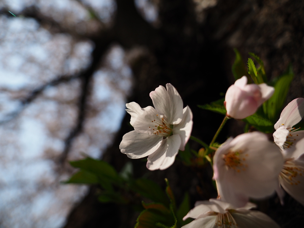 桜