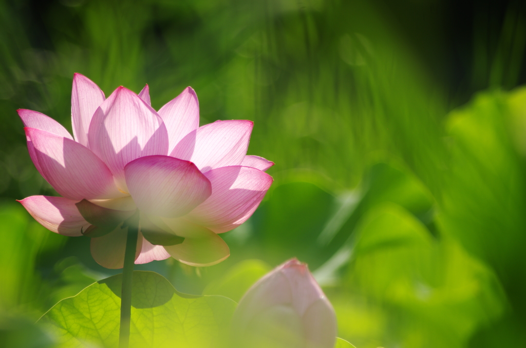 蓮の花