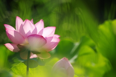 蓮の花