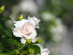 中之島公園の薔薇