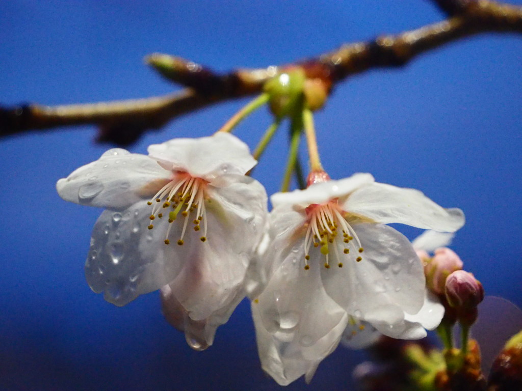 夜桜