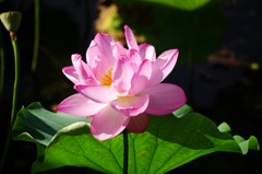 蓮の花