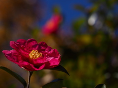 山茶花