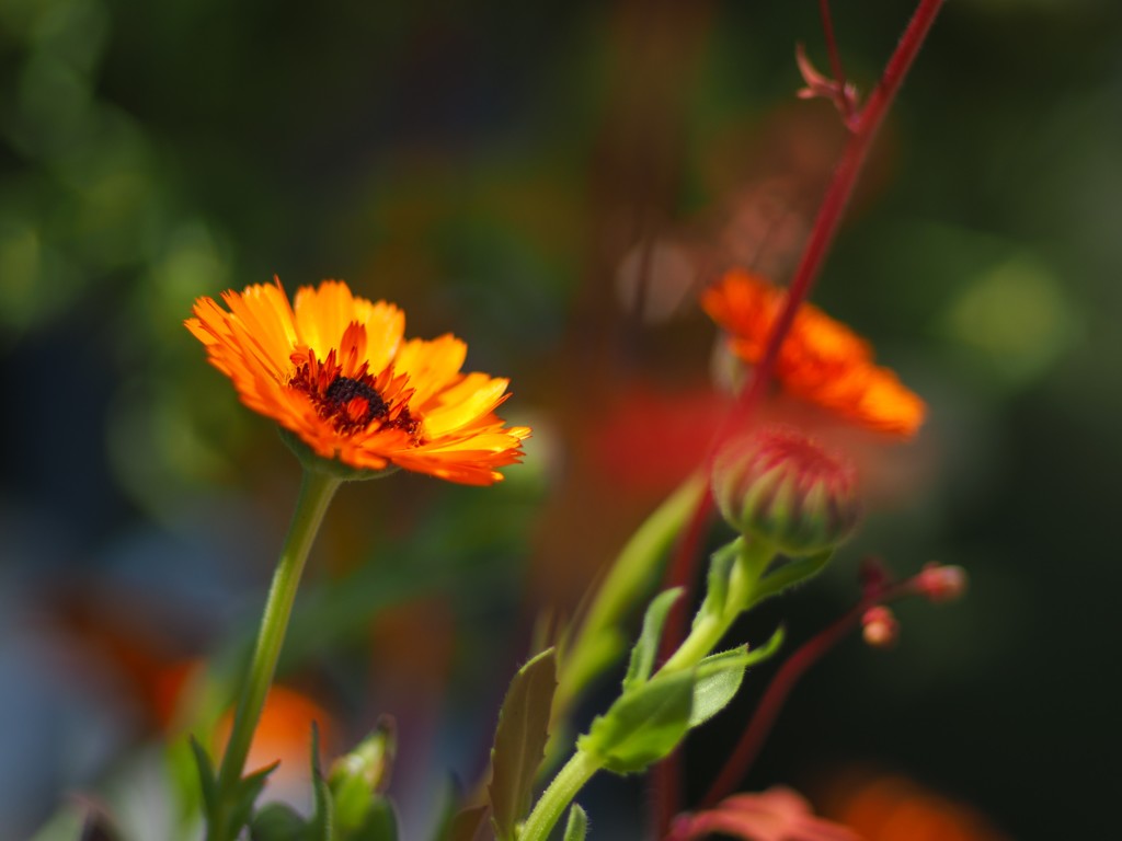 キンセンカかな?